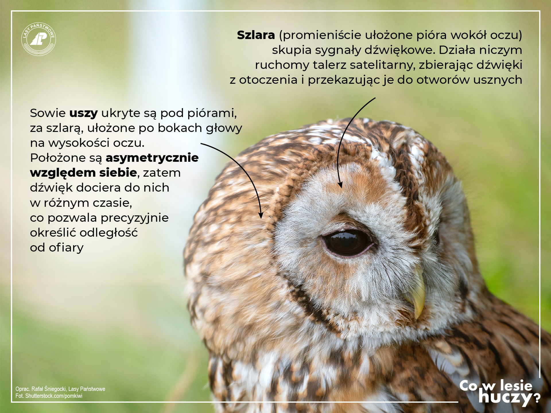 Zdjęcie puszczyka z informacjami objaśniającymi, jak działa sowi słuch. Źródło: LP