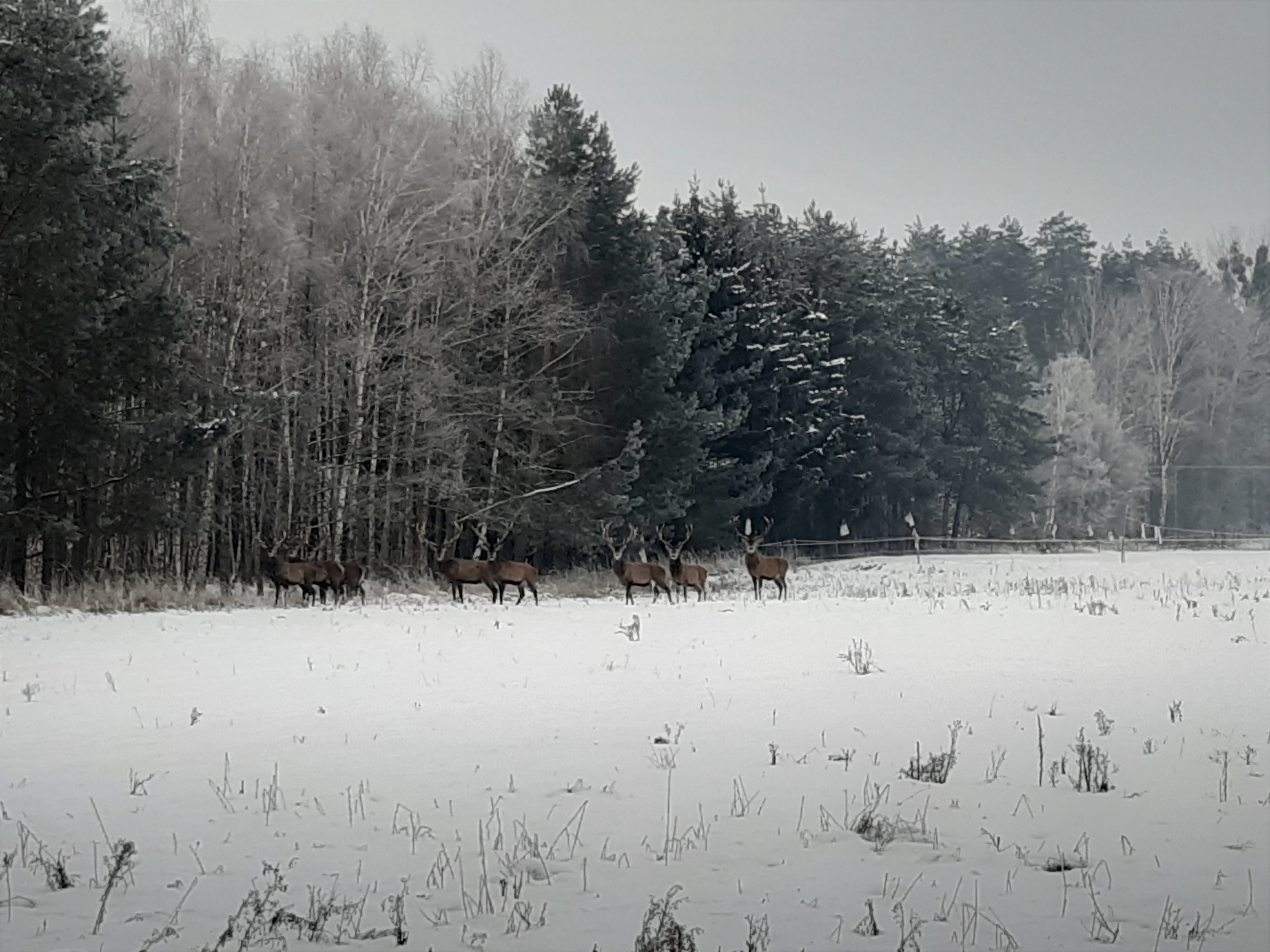 Chmara jeleni byków. Fot. Jakub Łoboda