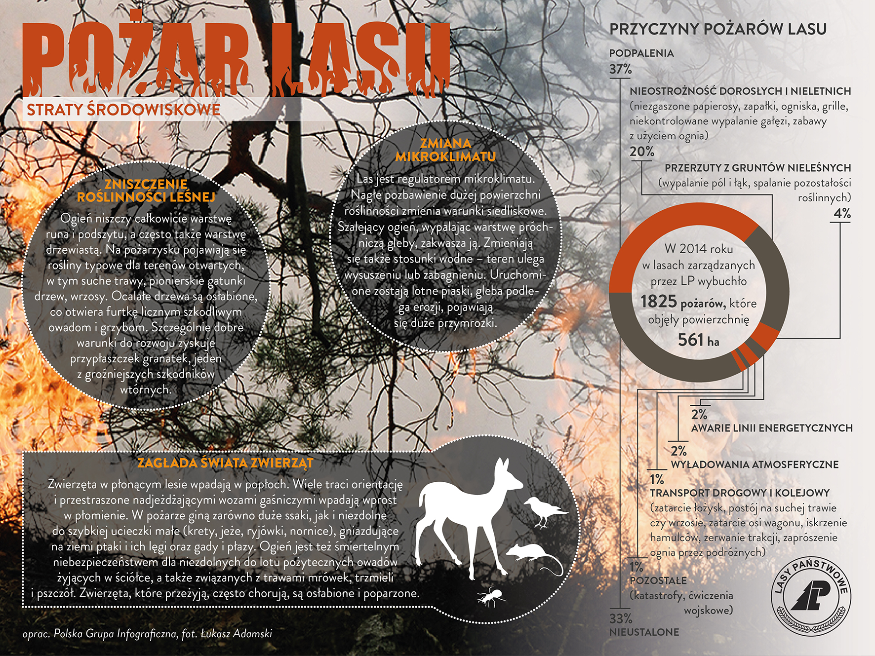 Zdjęcie przedstawia infografikę CILP – Pożar lasu i straty środowiskowe