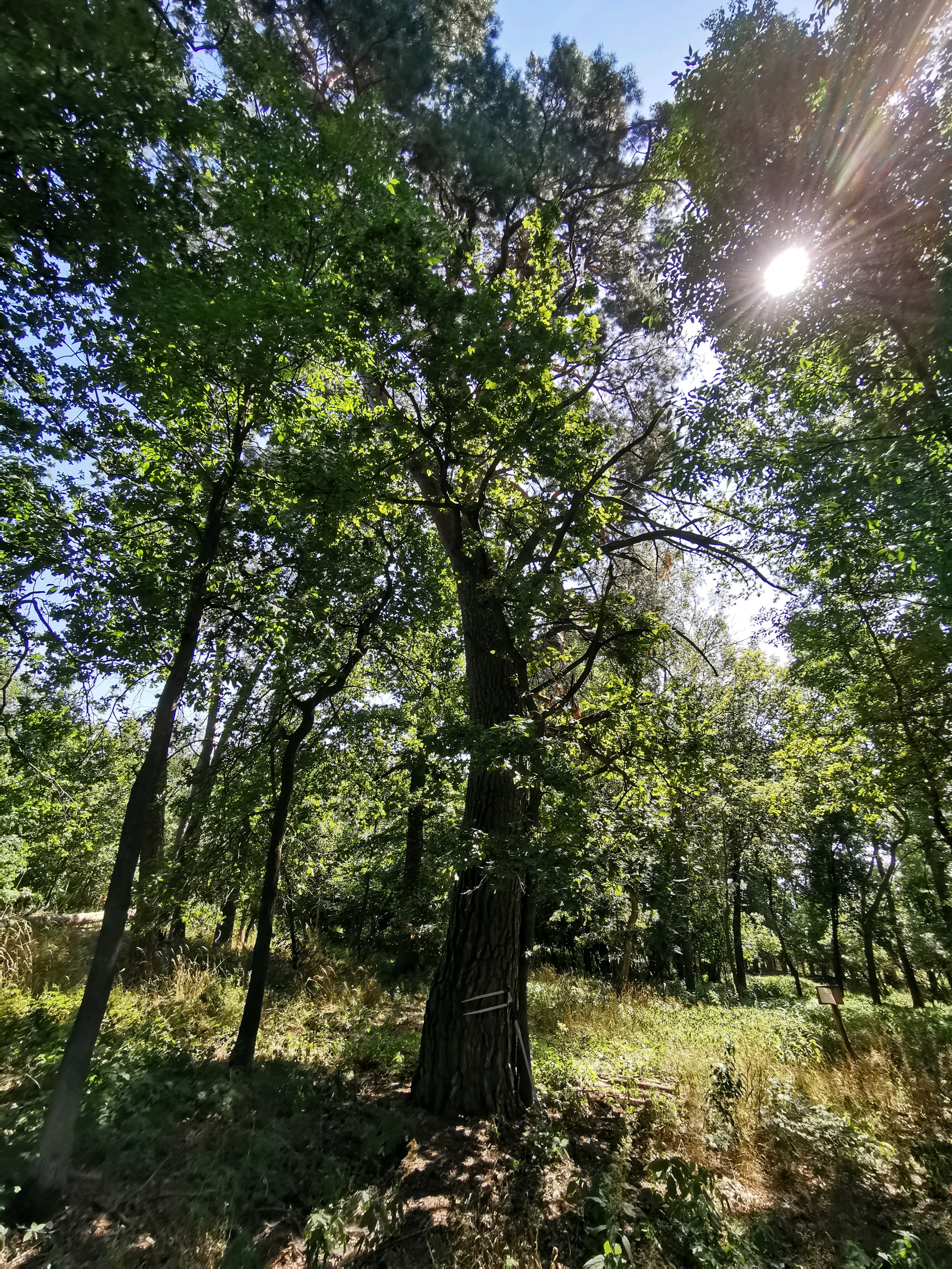 Pomnik przyrody "Krzywa sosna" w leśnictwie Kaźmierz