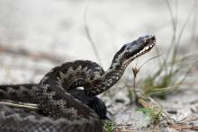 Żmija zygzakowata - jedyny jadowity wąż w Polsce