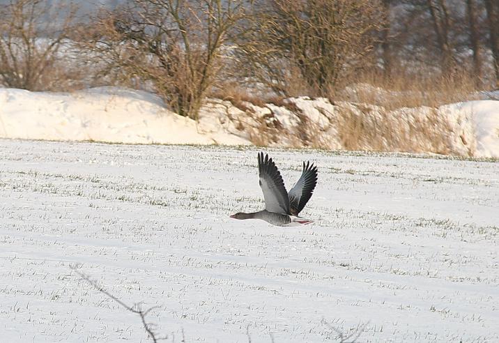 Zdjęcie&#x20;przedstawia&#x20;ptaka&#x20;wznoszącego&#x20;się&#x20;w&#x20;powietrze&#x20;fot&#x2e;&#x20;Dagobert&#x20;Kubis