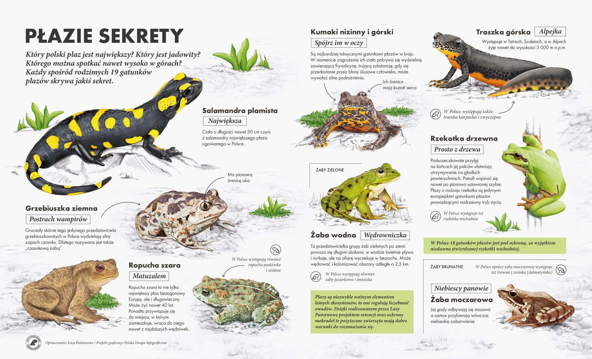 infografika opisująca różne ciekawostki dotyczące płazów występujących w Polsce