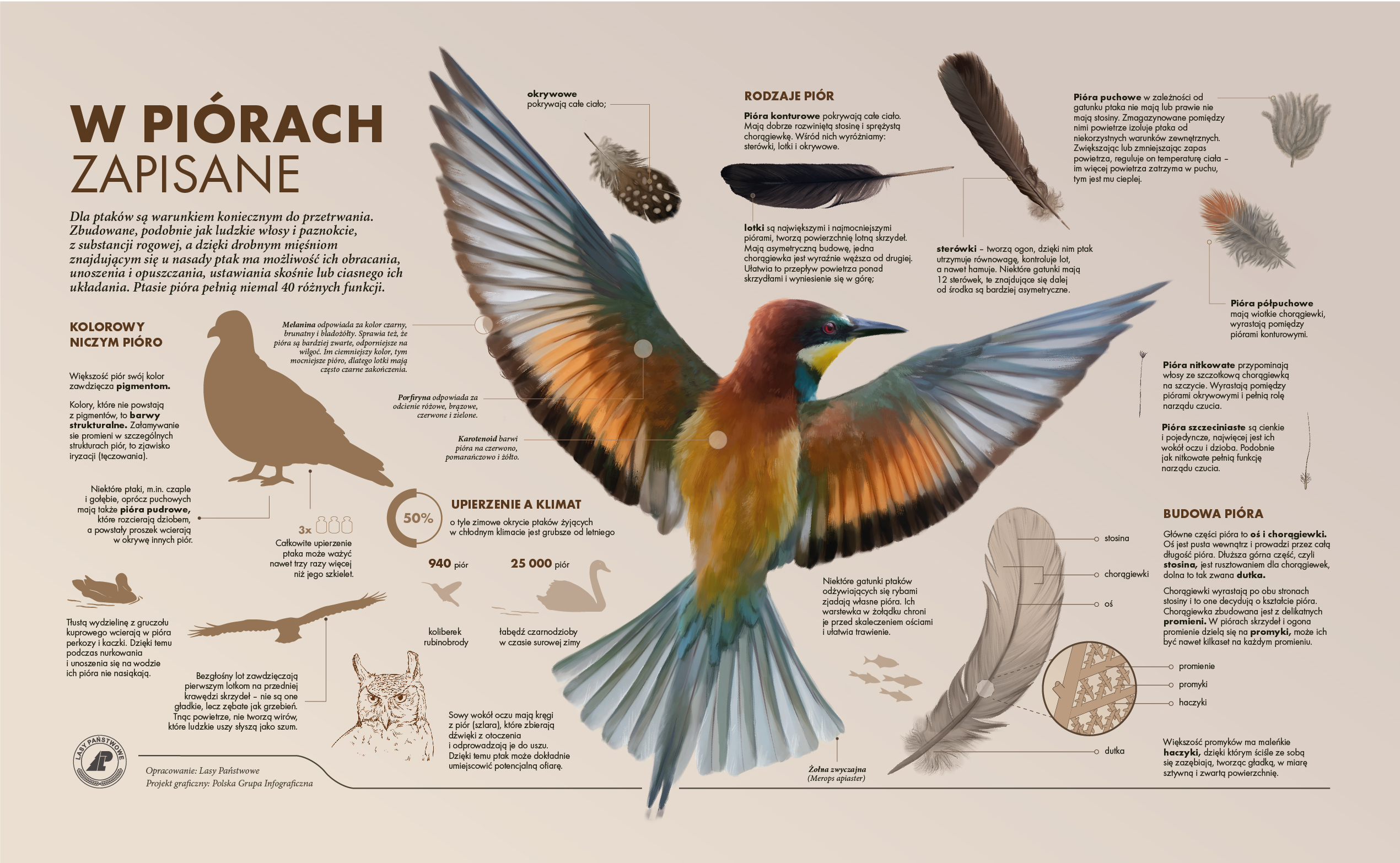 Infografika przedstawiająca informacje na temat ptasich piór