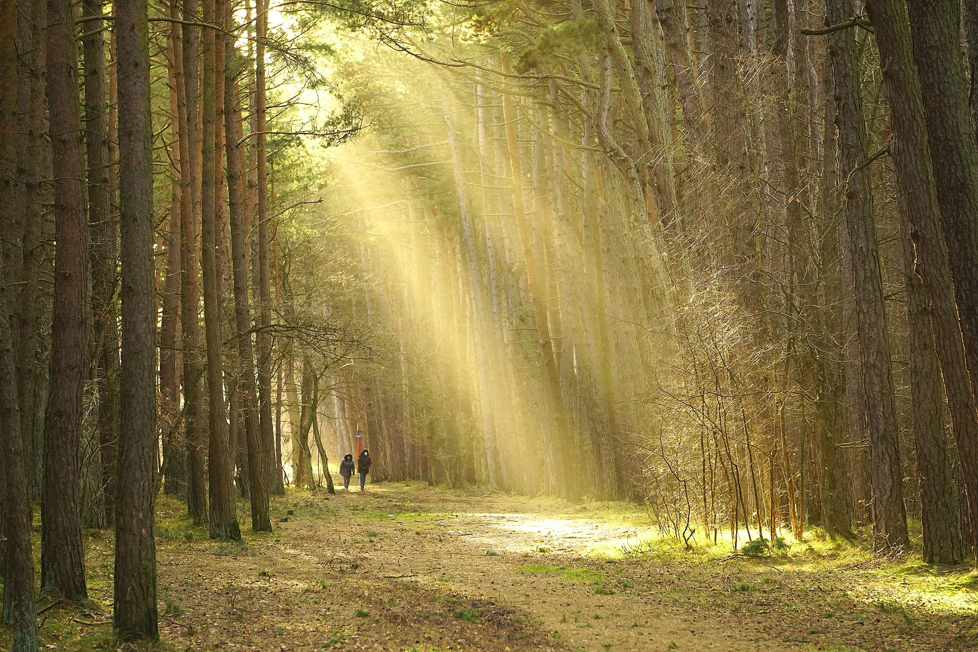 Zdjęcie przedstawia osoby spacerujące po lesie