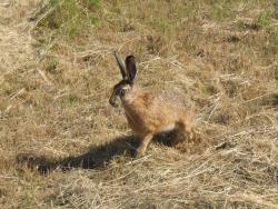 fot. Mirosław Czapracki