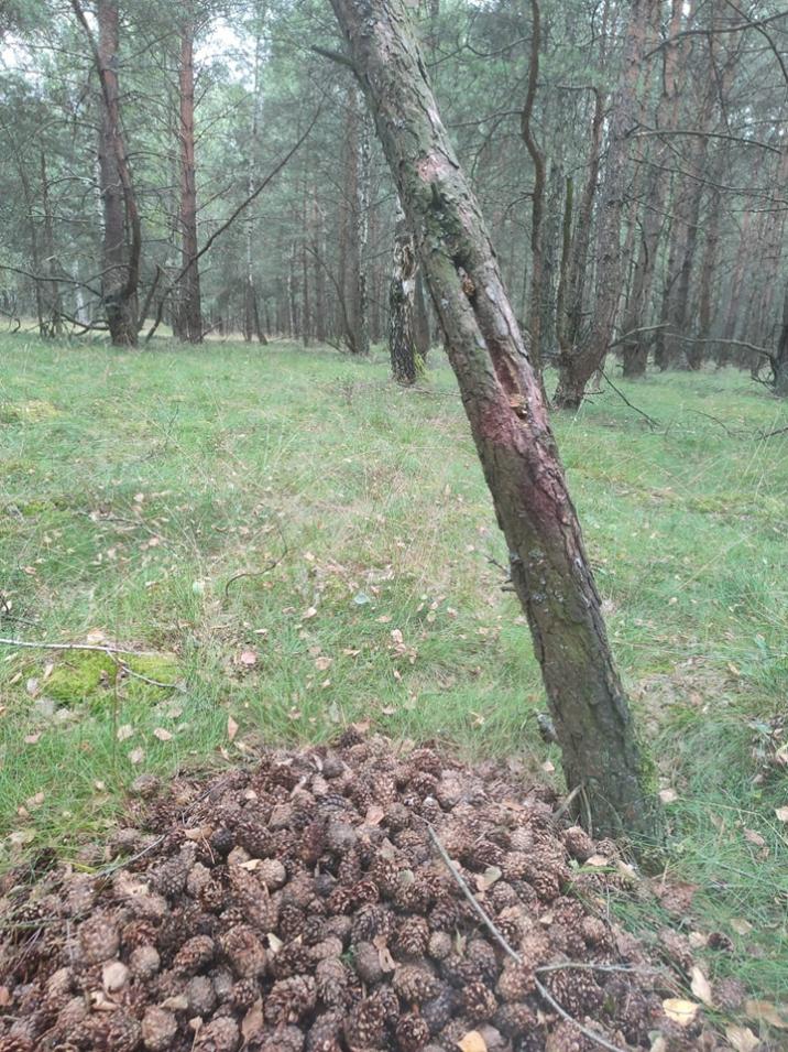 kuźnia&#x20;dzięcioła&#x20;fot&#x2e;&#x20;Nadleśnictwo&#x20;Gniewkowo