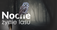 Nocne życie lasu