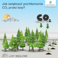 Jak zwiększyć pochłanianie CO2 przez lasy