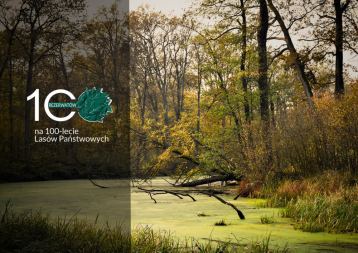 Zdjęcie przedstawia fragment rezerwatu Zielonogórski Las Odrzański w postaci jesiennego lasu na granicy porośniętego rzęsą zbiornika wodnego. Fot. Przemysław Kozłowski